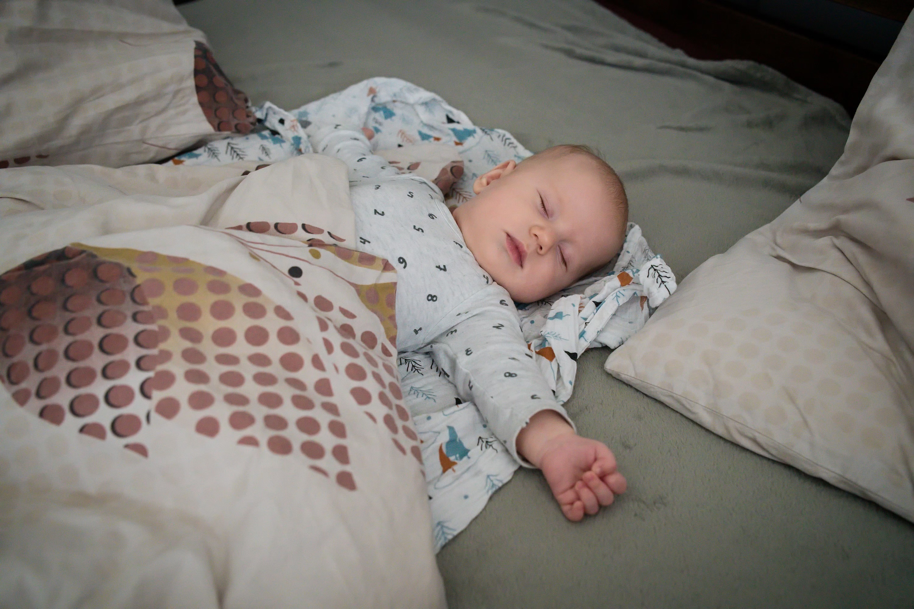 2026-02-18 Mravenec lesni